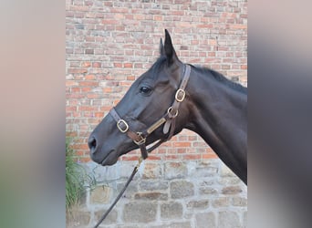 Purosangue inglese, Giumenta, 6 Anni, 169 cm, Baio nero