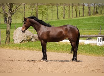 Purosangue inglese Mix, Giumenta, 7 Anni, 152 cm, Baio ciliegia