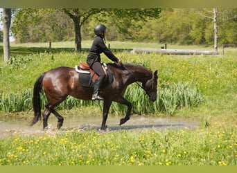 Purosangue inglese Mix, Giumenta, 7 Anni, 152 cm, Baio ciliegia
