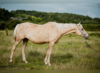 Purosangue inglese, Giumenta, 7 Anni, 157 cm, Palomino