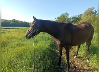Purosangue inglese, Giumenta, 7 Anni, 160 cm, Baio nero
