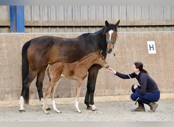 Purosangue inglese, Giumenta, 7 Anni, 162 cm, Baio