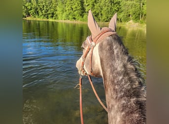 Purosangue inglese, Giumenta, 7 Anni, 164 cm, Grigio ferro