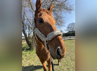 Purosangue inglese, Giumenta, 7 Anni, 167 cm, Sauro