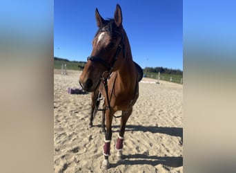 Purosangue inglese, Giumenta, 7 Anni, 168 cm, Baio