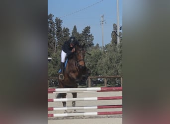 Purosangue inglese, Giumenta, 7 Anni, 170 cm, Baio