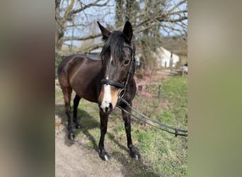 Purosangue inglese, Giumenta, 8 Anni, 158 cm, Baio scuro