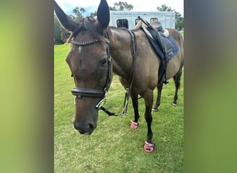 Purosangue inglese, Giumenta, 8 Anni, 165 cm, Baio ciliegia