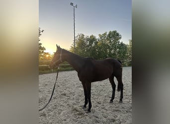 Purosangue inglese, Giumenta, 8 Anni, 167 cm, Baio