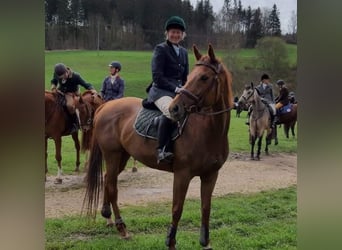 Purosangue inglese, Giumenta, 8 Anni, 167 cm, Sauro