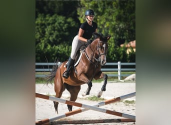 Purosangue inglese, Giumenta, 8 Anni, 168 cm, Baio ciliegia