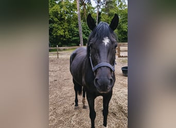 Purosangue inglese, Giumenta, 8 Anni, 170 cm, Baio roano