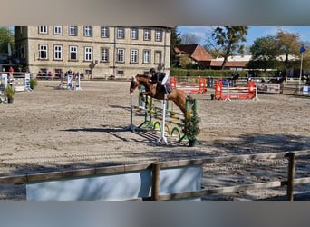 Purosangue inglese, Giumenta, 8 Anni, 175 cm, Sauro
