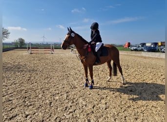 Purosangue inglese, Giumenta, 8 Anni, 175 cm, Sauro