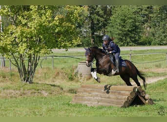 Purosangue inglese, Giumenta, 9 Anni, 153 cm, Baio scuro