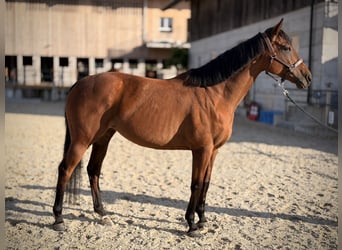 Purosangue inglese, Giumenta, 9 Anni, 162 cm, Baio chiaro