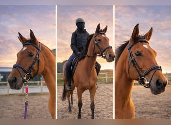 Purosangue inglese, Giumenta, 9 Anni, 165 cm, Baio