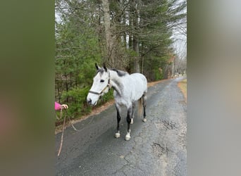 Purosangue inglese, Giumenta, 9 Anni, 165 cm, Grigio