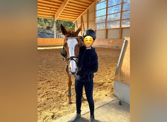 Purosangue inglese, Giumenta, 9 Anni, 165 cm, Sauro