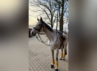 Purosangue inglese, Giumenta, 9 Anni, 169 cm, Grigio trotinato