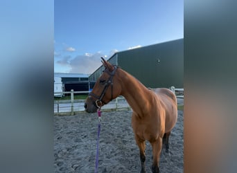 Purosangue inglese, Giumenta, 9 Anni, Baio