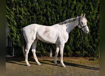 Purosangue inglese, Sconosciuto, 9 Anni, 162 cm, Grigio