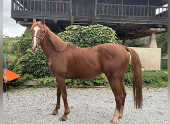 Purosangue inglese, Stallone, 11 Anni, 172 cm, Sauro
