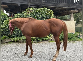 Purosangue inglese, Stallone, 11 Anni, 172 cm, Sauro