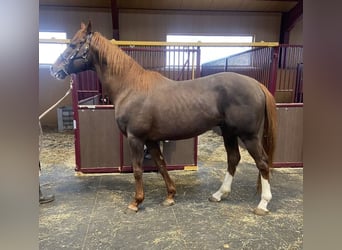 Purosangue inglese, Stallone, 11 Anni, 172 cm, Sauro