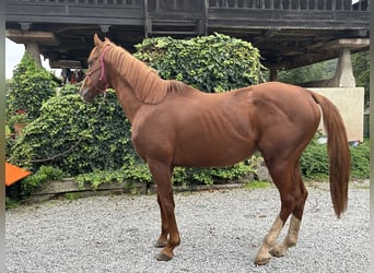 Purosangue inglese, Stallone, 11 Anni, 172 cm, Sauro
