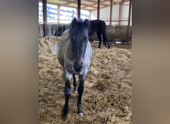 Purosangue inglese Mix, Stallone, 1 Anno, 163 cm, Roano blu