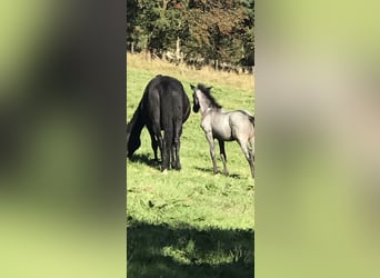 Purosangue inglese Mix, Stallone, 1 Anno, 163 cm, Roano blu