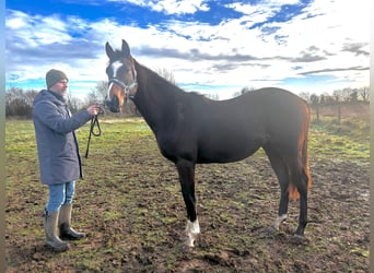 Purosangue inglese, Stallone, 2 Anni, 160 cm, Baio