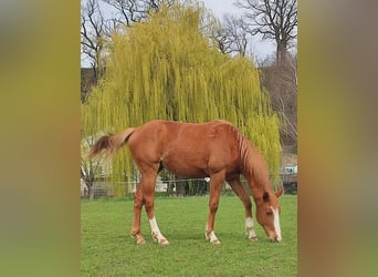 Purosangue inglese, Stallone, 2 Anni, 160 cm, Sauro