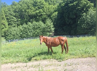 Purosangue inglese, Stallone, 3 Anni, 153 cm, Sauro