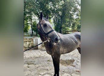 Purosangue inglese, Stallone, 3 Anni, 165 cm, Grigio