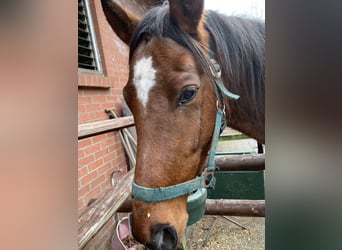 Purosangue inglese, Stallone, 3 Anni, 166 cm, Baio