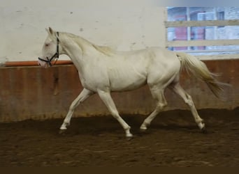 Purosangue inglese, Stallone, 4 Anni, 157 cm, Cremello