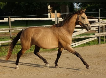 Purosangue inglese, Stallone, 5 Anni, 162 cm, Pelle di daino