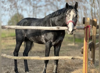 Purosangue inglese, Stallone, 5 Anni, 175 cm, Grigio
