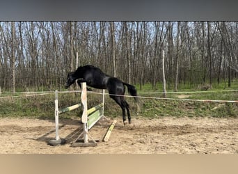 Purosangue inglese, Stallone, 5 Anni, 175 cm, Grigio