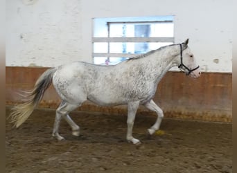 Purosangue inglese, Stallone, 6 Anni, 158 cm, Bianco