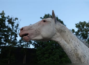 Purosangue inglese, Stallone, 6 Anni, 158 cm, Bianco