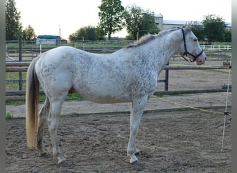Purosangue inglese, Stallone, 6 Anni, 158 cm, Bianco