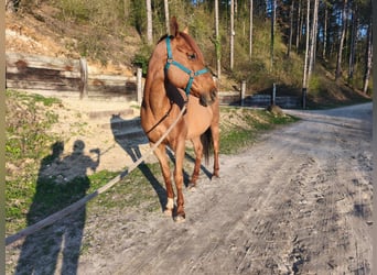 Purosangue inglese, Stallone, 9 Anni, 156 cm, Sauro scuro