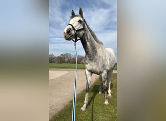 Purosangue inglese, Stallone, 9 Anni, 163 cm, Può diventare grigio