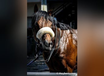 Purosangue inglese, Stallone, 16 Anni, 158 cm, Baio