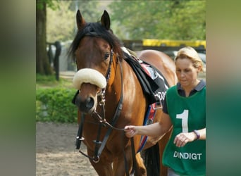 Purosangue inglese, Stallone, 16 Anni, 158 cm, Baio