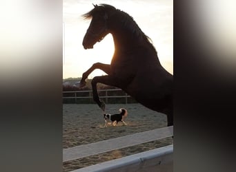 Purosangue inglese, Stallone, 16 Anni, 158 cm, Baio