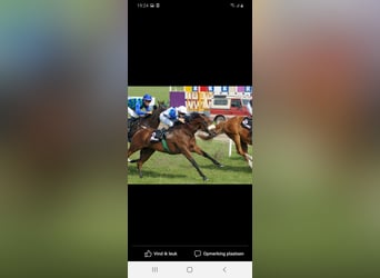 Purosangue inglese, Stallone, 16 Anni, 158 cm, Baio